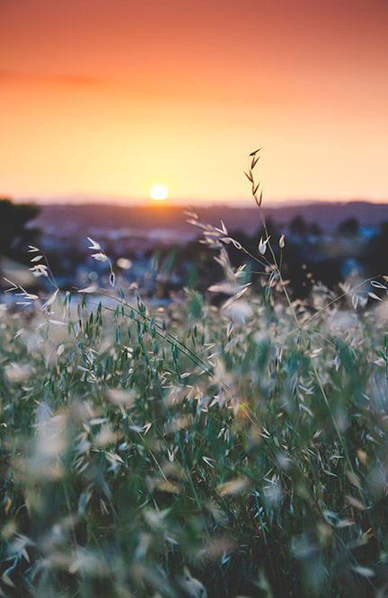 Sonnenuntergang mit Gräsern im Vordergrund