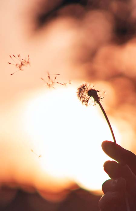 Pusteblume die im Wind verweht